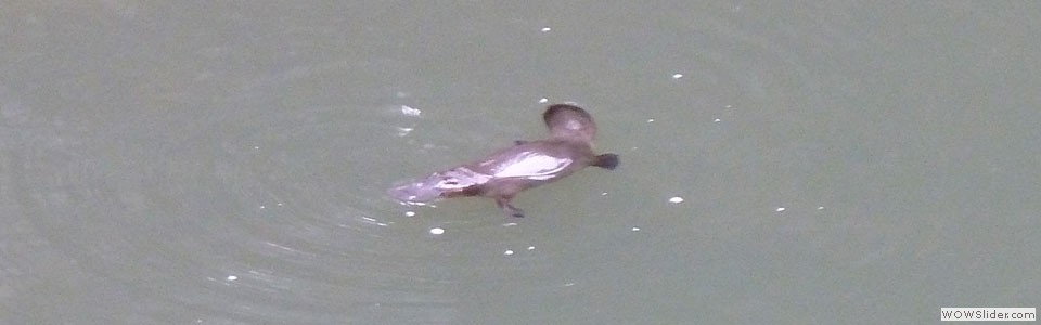 Platypus