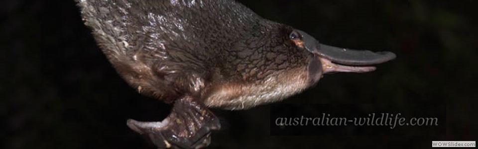 Platypus