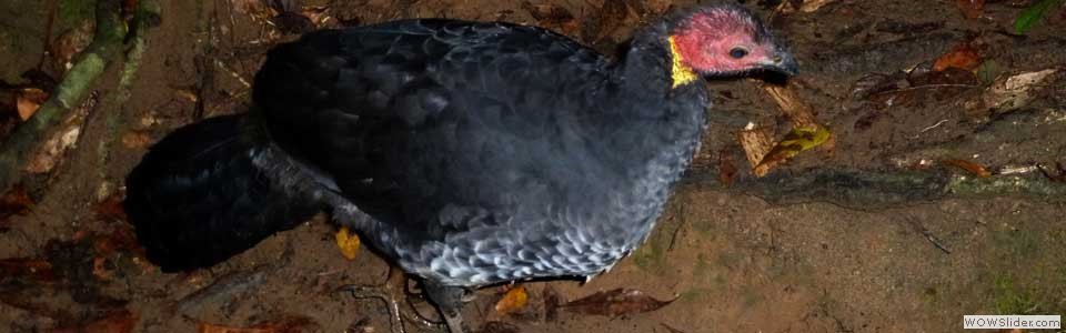 Australian Brush Turkey