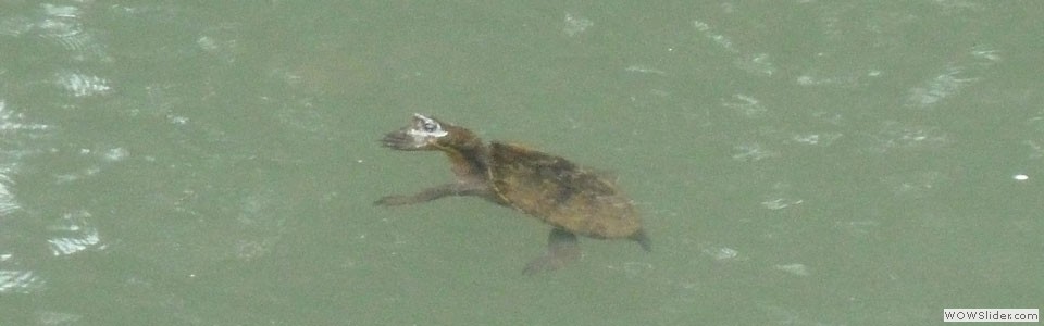 Saw-Shelled Turtle
