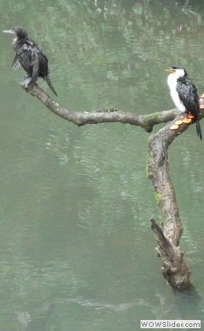 Cormorants