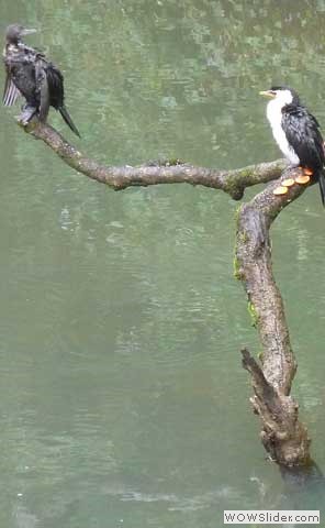 Cormorants