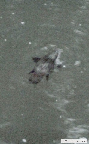 Platypus
