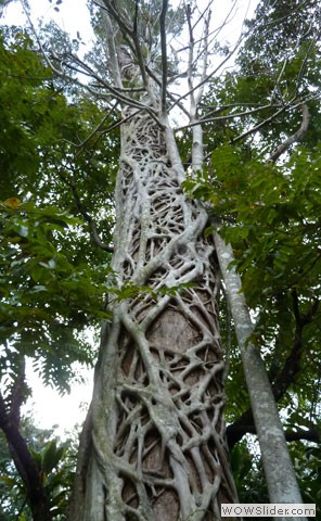 Strangler Fig