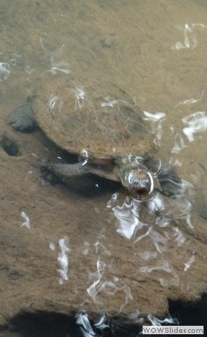 Saw-Shelled Turtle