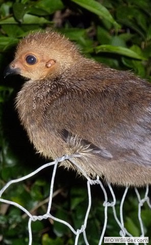 Young Brush Turkey