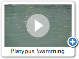 Platypus Swimming